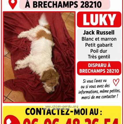 Photo 1/1 lucky Chien perdu à Brechamps