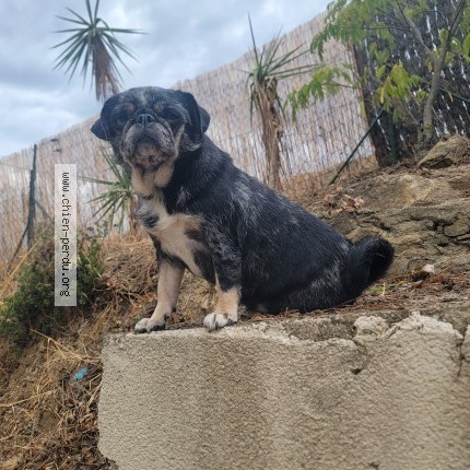 Photo 1/1 Chien retrouvé Perdu à Saint Andre De Roquelongue