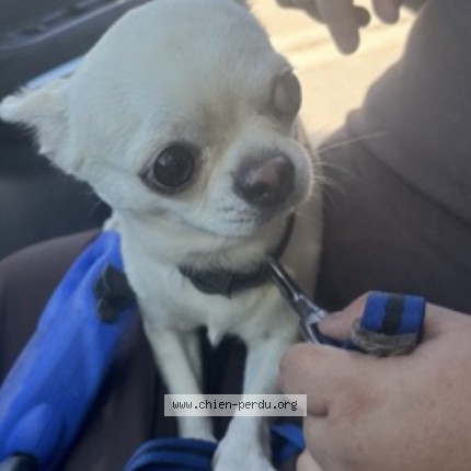 Photo 1/1 Chien retrouvé Perdu à Montpellier