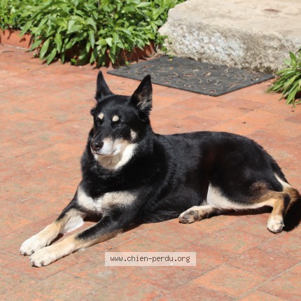 Photo 1/1 Chien retrouvé Perdu à Saint Maurice Sur Aveyron