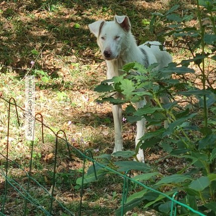 Photo 1/1 Chien trouvé Trouvé à Saint Cyprien