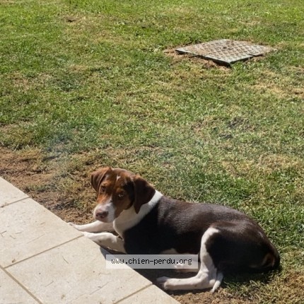 Photo 1/1 Chien retrouvé Perdu à Lecey