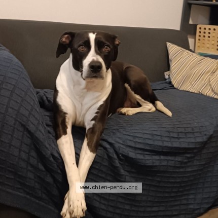 Photo de chien trouvé à Bouguenais
