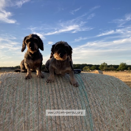 Photo 1/1 Maïa Chien perdu à Cercy La Tour