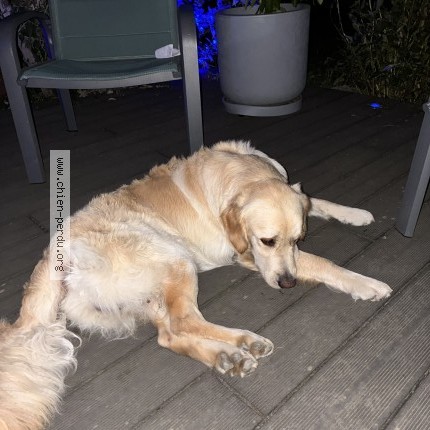 Photo 1/1 Chien retrouvé Perdu à Marsac