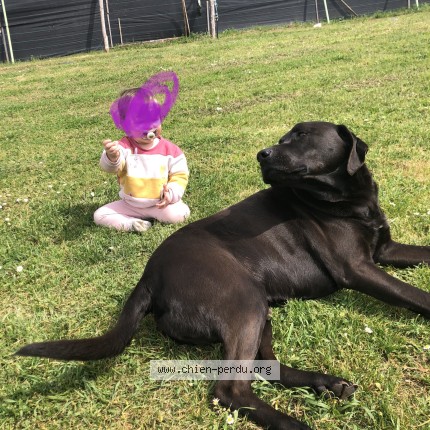 Photo de chien perdu à Bazoges En Pareds