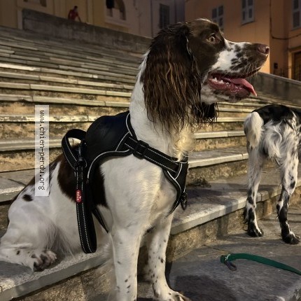Photo 1/1 Chien retrouvé Perdu à Stazzona