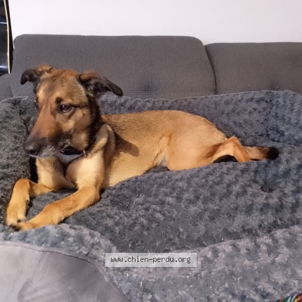 Photo 1/1 Chien retrouvé Perdu à Cognac La Foret