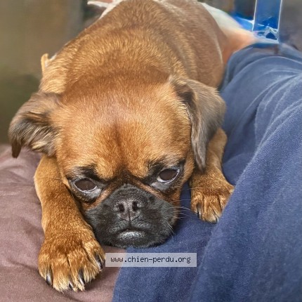 Photo 1/1 Chien retrouvé Perdu à Courville Sur Eure