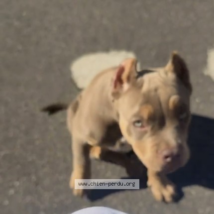 Photo de chien perdu à Palaiseau