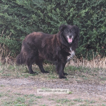 Photo 1/1 Chien trouvé Trouvé à Bouhiere