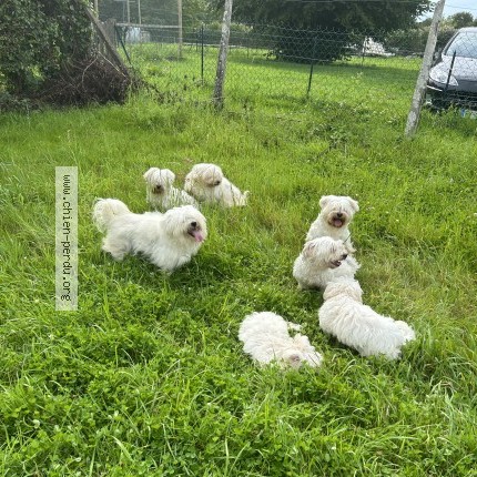 Photo 1/1 Chien retrouvé Perdu à Flers