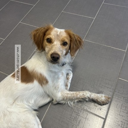 Photo 1/1 Chien retrouvé Perdu à Le Bourget