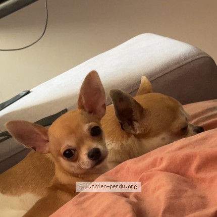 Photo 1/1 roxy Chien perdu à Marseillette