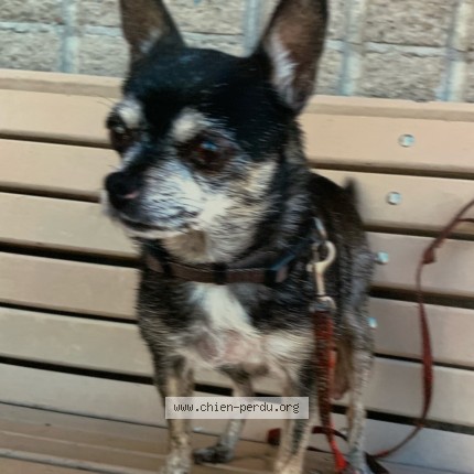 Photo 1/1 Loulou Chien perdu à Trois Rivieres