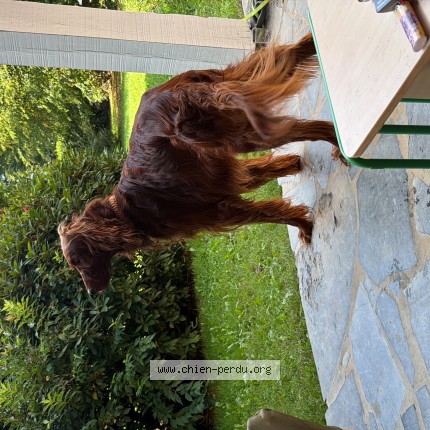 Photo 1/1 safran Chien perdu à Waterloo