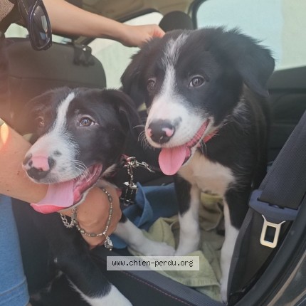 Photo de chien trouvé à Marseille