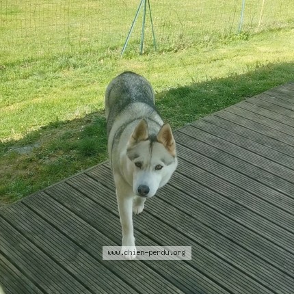 Photo 1/1 Chien retrouvé Perdu à Tourville Sur Arques