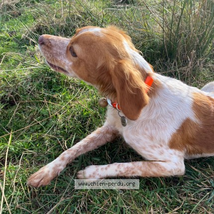 Photo 1/1 Chien retrouvé Perdu à Uzerche