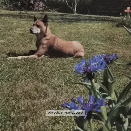 Photo 1/1 Iako Chien perdu à Chalon Sur Saone