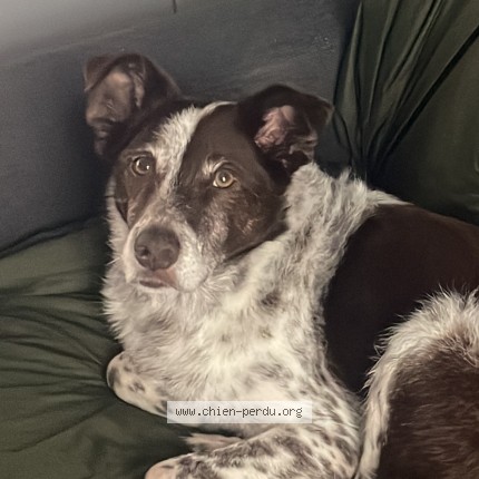 Photo 1/1 django Chien perdu à Dreux