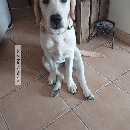 Photo 1/1 Venus Chien perdu à Saint Vincent Du Lorouer