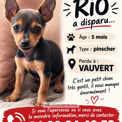 Photo 1/1 RIO Chien perdu à Vauvert