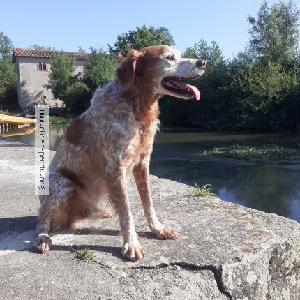 Photo 1/1 Doudou Chien perdu à Le Lion D Angers