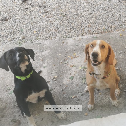 Photo 1/1 Simba Lobo Chien perdu à Lunel Saint Felix De Lunel