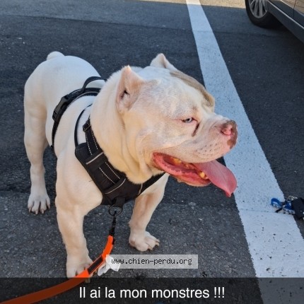 Photo 1/1 small Chien perdu à Colayrac
