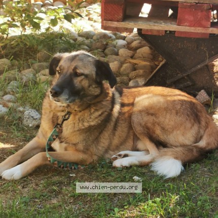 Photo 1/1 RICCO Chien perdu à Goux Les Dambelin