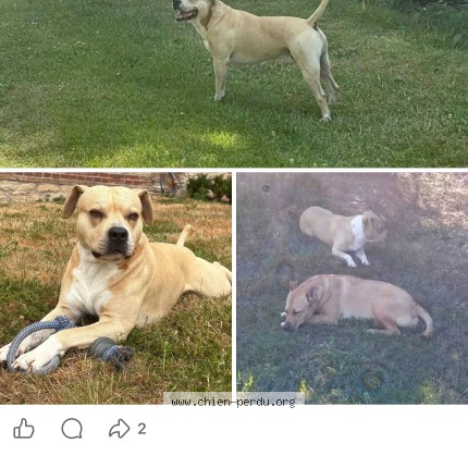 Photo 1/1 narcos Chien perdu à Doudeauville