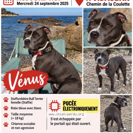 Photo de chien perdu à Vidauban