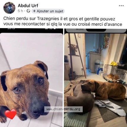 Photo 2/2 guizmo Chien perdu à Trazegnies