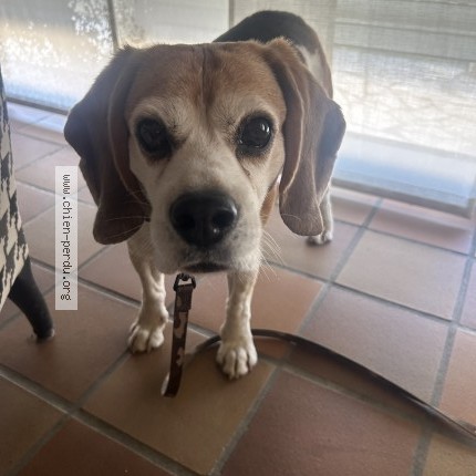 Photo de chien perdu à Louey