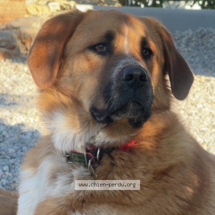 Photo de chien perdu à Roquebrune Sur Argens