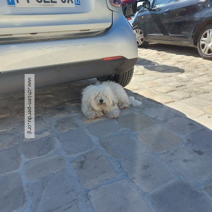 Photo 1/1 Chien trouvé Trouvé à Paris