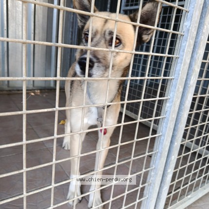 Photo de chien trouvé à Chambon Gare