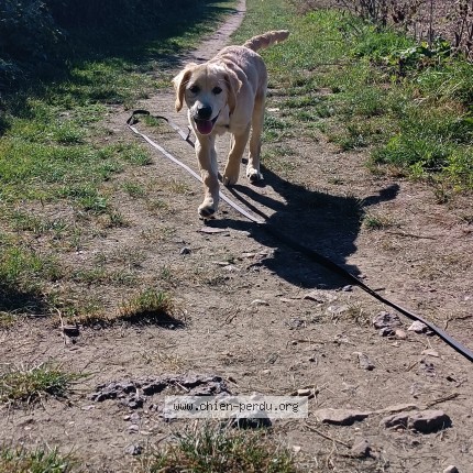 Photo de chien perdu à Lacentie