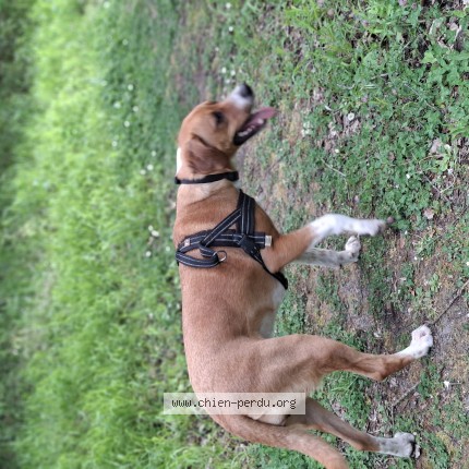 Photo 1/1 Chien retrouvé Perdu à Le Guedeniau