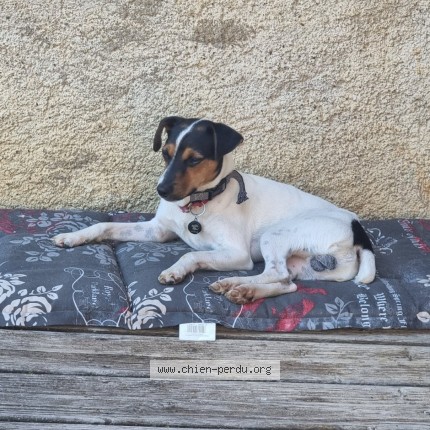Photo de chien perdu à Gratens