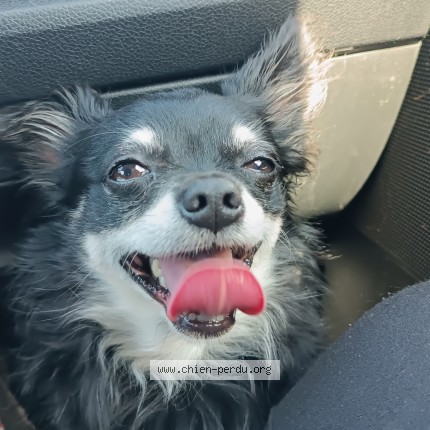 Photo de chien trouvé à Clermont Ferrand