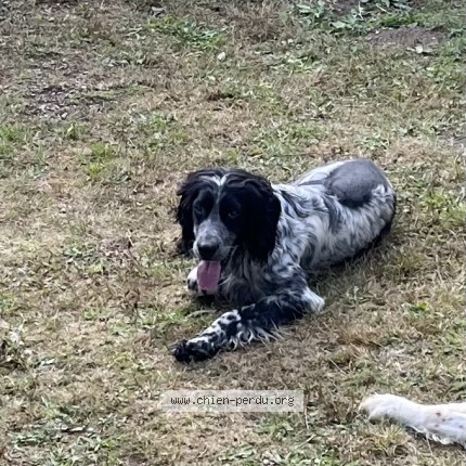 Photo 1/1 Tutty Chien perdu à Perols Sur Vezere