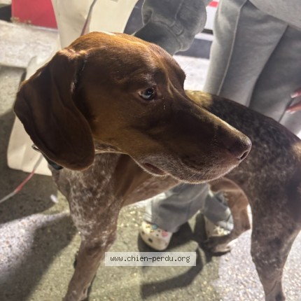 Photo de chien trouvé à Igoville