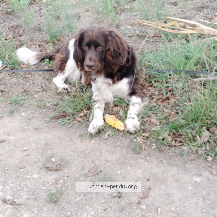 Photo 1/1 baron Chien perdu à St Louet Sur Vire