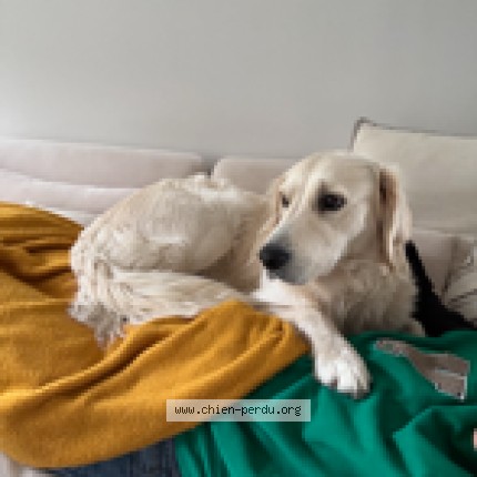 Photo de chien perdu à Bois Guillaume