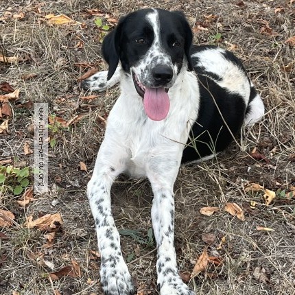 Photo de chien trouvé à Les Salles De Castillon