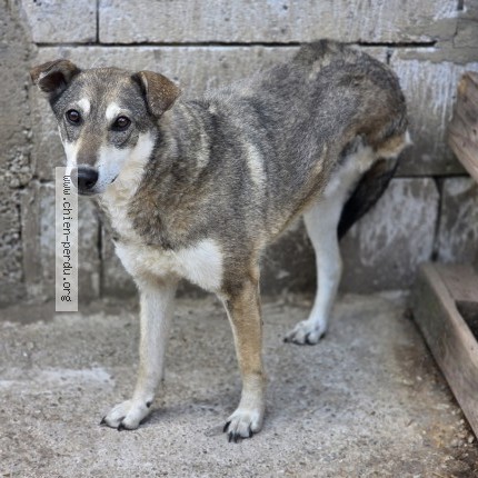 Photo 1/1 Lancelot Chien perdu à Simard