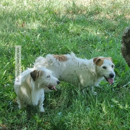 Photo 1/1 smoothy Chien perdu à Sardent Limousin