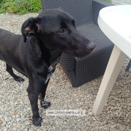 Photo de chien trouvé à Cergy Val D Oise